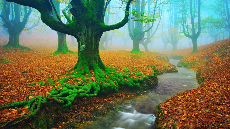 deciduous, landscape, fog, nature, 4K, gorbea natural park, water, otzarreta forest, woodland, trees, forest, creek, misty, spain, stream, autumn, rivers