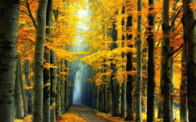 trees, outdoors, non-urban scene, 1080P, tranquil scene, change, land, trunk, leaves, fairy tale, idyllic, yellow, road, mist, tree, landscape, streaming