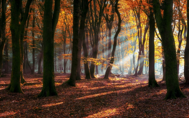 laptop, beauty in nature, tablet, scenics - nature, 4K, tree trunk, rays, trees, red, environment, leaves, desktop, idyllic, hd, nature, growth