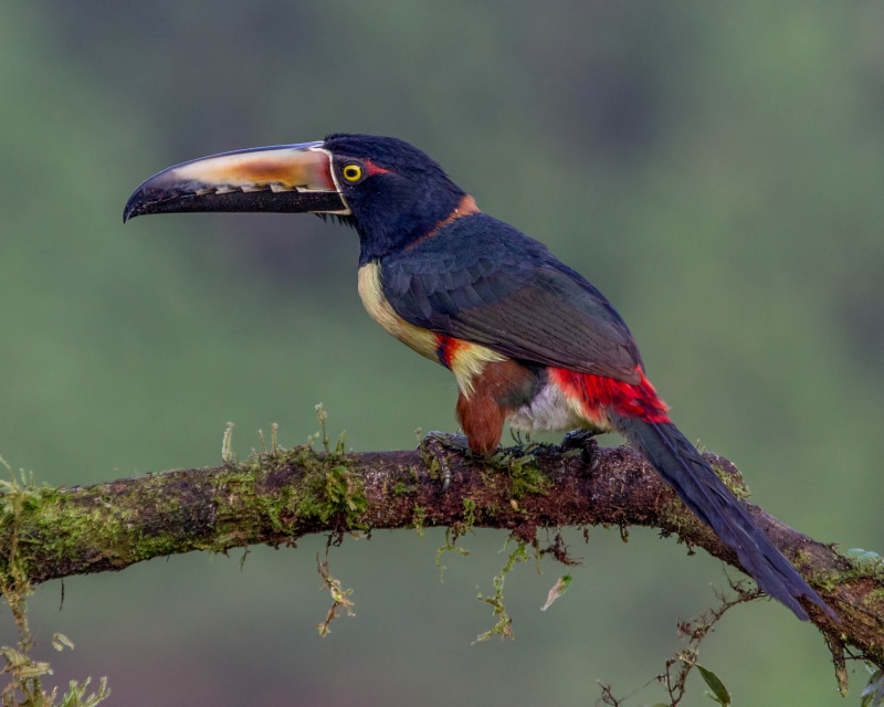 forest, 2K, toucan, branch, multi Colored, standing, wildlife, tropical Climate, aracari, bird, animals In The Wild, beak, tree branch, rainforest, Costa Rica