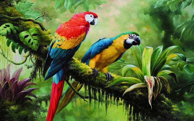 two animals, green, vegetation, tree, tropical rainforest, wild, photography, tropical bird, jungle, parrot, group of animals, day, nature, birds, rainforest