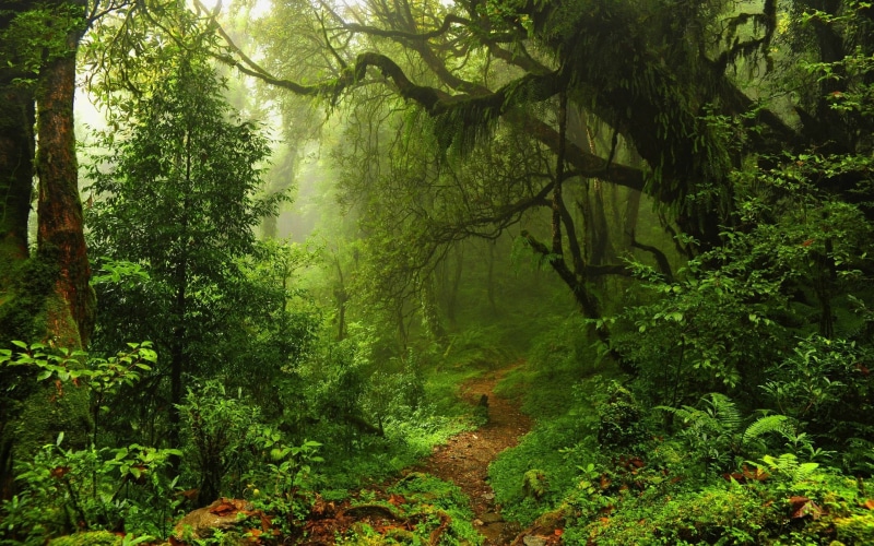 leaves, woodland, wilderness Area, idyllic, land, light - Natural Phenomenon, sunlight, trees, travel, morning, forest, plant, rock - Object, rural Scene