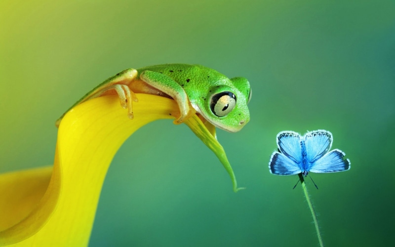 animal body part, common, selective, plant, animal wildlife, animals in the wild, amphibian, animal themes, green background, animal, green Color, summer