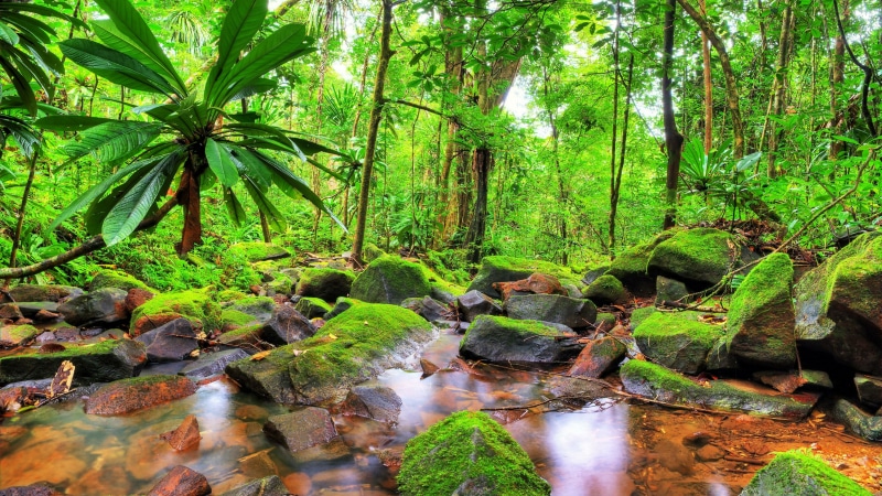 tree, mossy, moss, rainforest, madagascar, nature, jungle, creek, stream, 4K, forest, tropical rainforest, woodland, vegetation, masoala national park