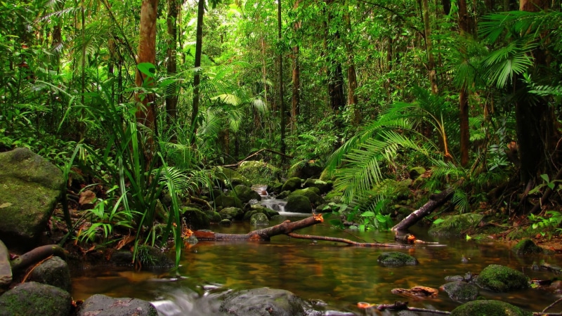 plant, lake, foliage, jungle, wilderness, stream, land, creek, 1080P, solid, outdoors, nature, forest, tranquil scene, flowing water, rock, water, green color
