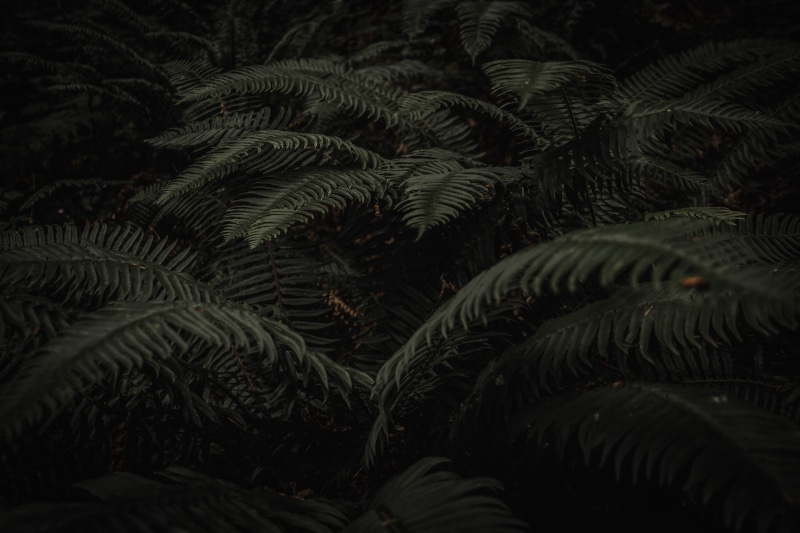 beauty In Nature, 5K, woodsy, leaves, plant, nature, lake, rainforest, tone, darktone, lush Foliage, moody, leaf, tree, palm Tree, leafed, woodland, tropical Climate