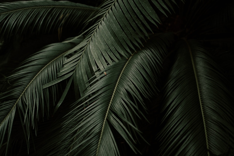 forest, plant, botany, dark, tropical, palm Tree, no People, nature, branch, coconut Palm Tree, beauty In Nature, fern, tropical plant, environment, exotic