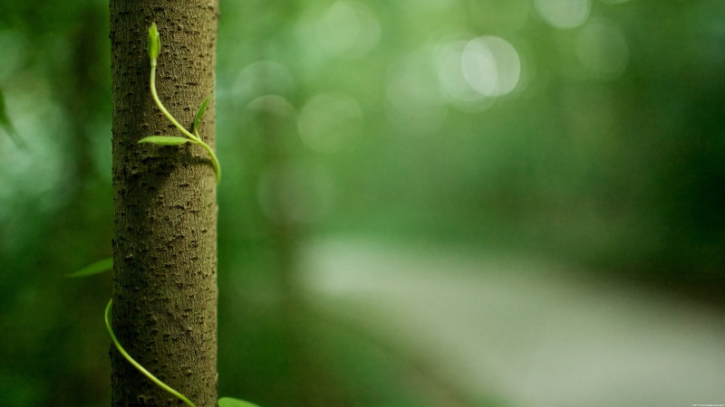 brown, tranquility, green Color, coniferous tree, environment, defocused, outdoors, tropical Rainforest, nature, 2K, leaves, summer, branch, backgrounds