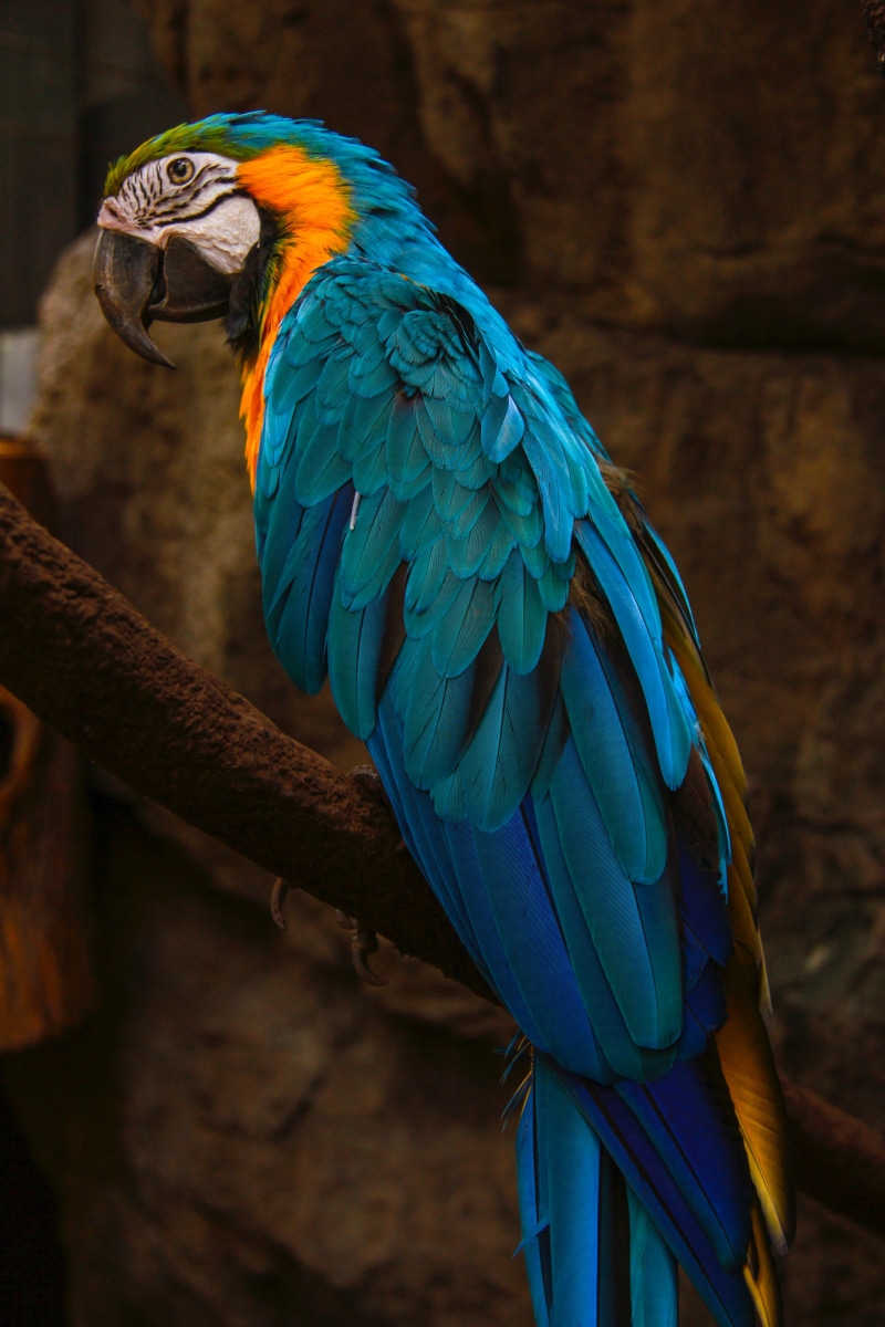 outdoors, vibrant Color, wildlife, feather, no people, beauty In Nature, close-up, perching, tropical Rainforest, blue, beak, zoo, portrait, animal, animals In The Wild