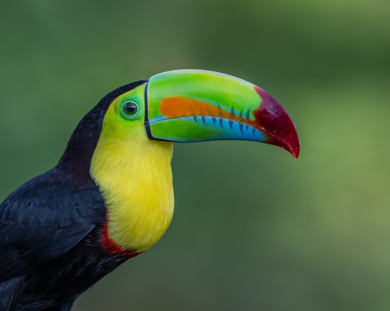 tropical Rainforest, Lens, Andy, bird, Keel-billed Toucan, beak, Nature, billed, Costa Rica, multi Colored, 2K, toucan, Killed, wildlife, animal, rainforest