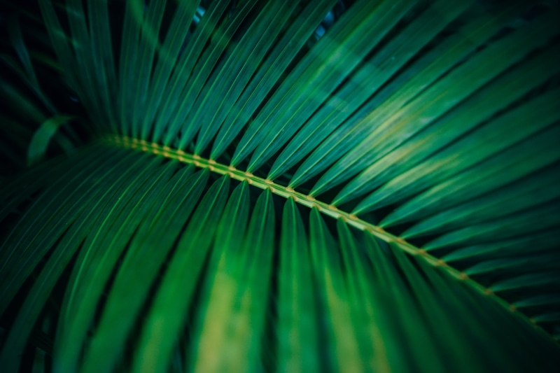 outdoors, leaves, pattern, frond, close-up, botany, tree, beauty in nature, palm leaf, no people, green, natural pattern, plant, close, depth of field