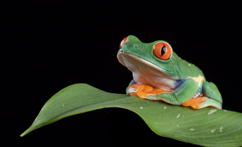 tree Frog, Olympus, frog, animal, red eyed frog, Red eyed tree frog, eyed, 4K, green Color, wildlife, close-up, resting place, macro, flash, captive, amphibian