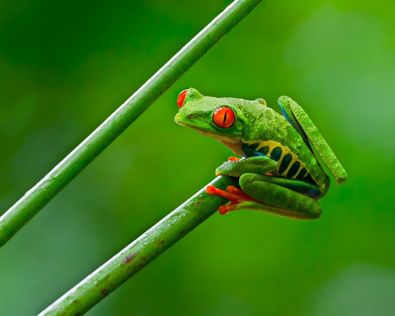 frog, shallow focus, yellow frog, amphibian, yellow, Lens, shallow, tree, close-up, green, Nature, photograph, tree Frog, 720P, eyed, animal, red, tropical Rainforest