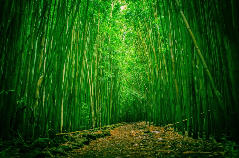 rural Scene, forest, Haleakala national Park, tree, japan, bamboo, nature, leaf, japanese Culture, bamboo Grove, plant, the way forward, woodland, landscape