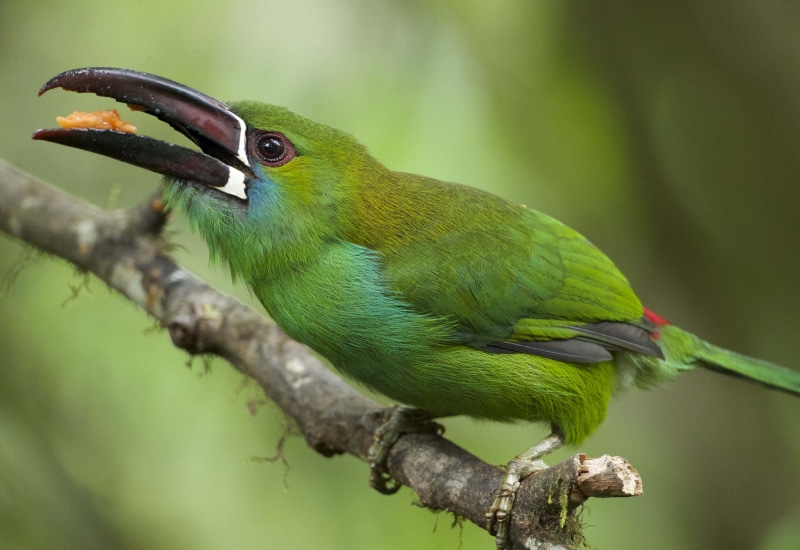 multi Colored, Crimson-rumped Toucanet, tropical Climate, nature, beak, rainforest, green, long, tropical Rainforest, closeup photography, photography