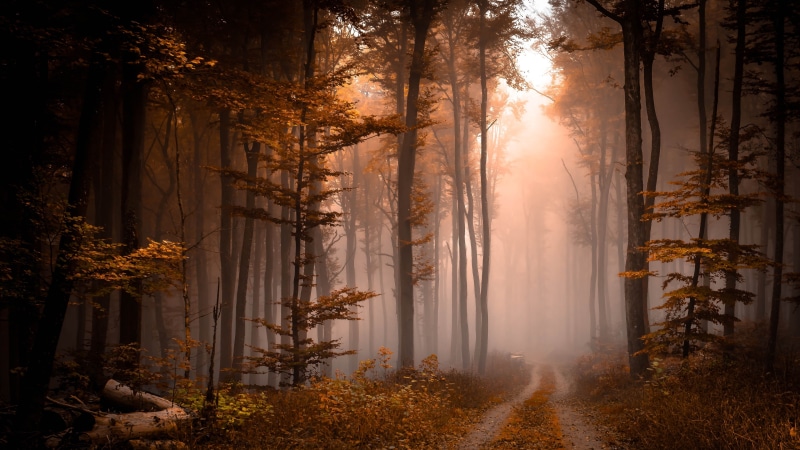 foggy, woodland, autumn, forest path, path, fog, landscape, tree, 4K, mist, forest, woods, pathway