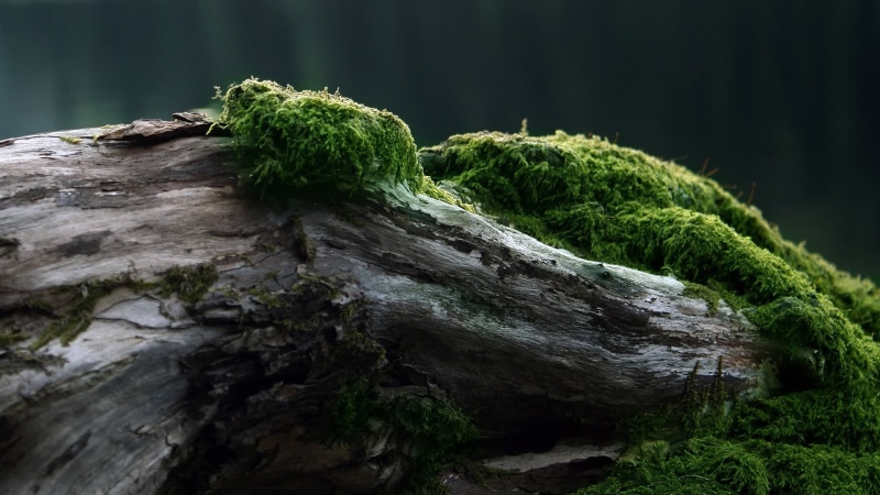 forest, plants, tranquility, solid, outdoors, moss, wood, green Color, woodland, no People, lichen, landscape, textured, rock - Object, leafed, environment