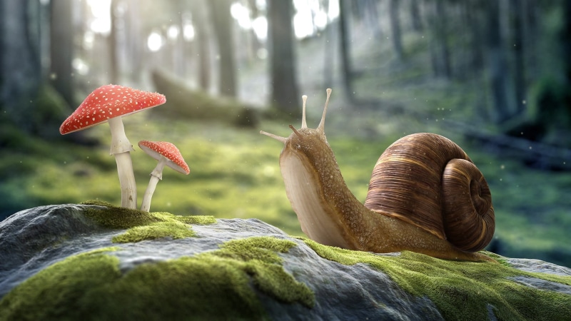mushroom, brown, animal wildlife, season, plant, 1080P, CGI, depth of field, stones, day, trees, fungus, summer, toadstool, tree, land, leaf, vegetable