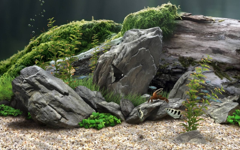 nature, 1080P, moss, tank, fish, rocks, hd, aquarium, underwater, stones
