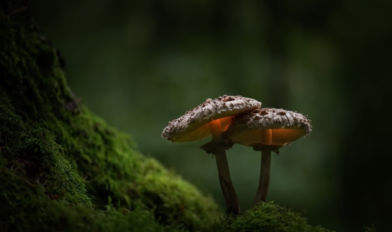 edible mushroom, depth of field, fragility, moss, brown, no people, freshness, plant, mushrooms, plants, land, green color, green, day, close-up, fungus