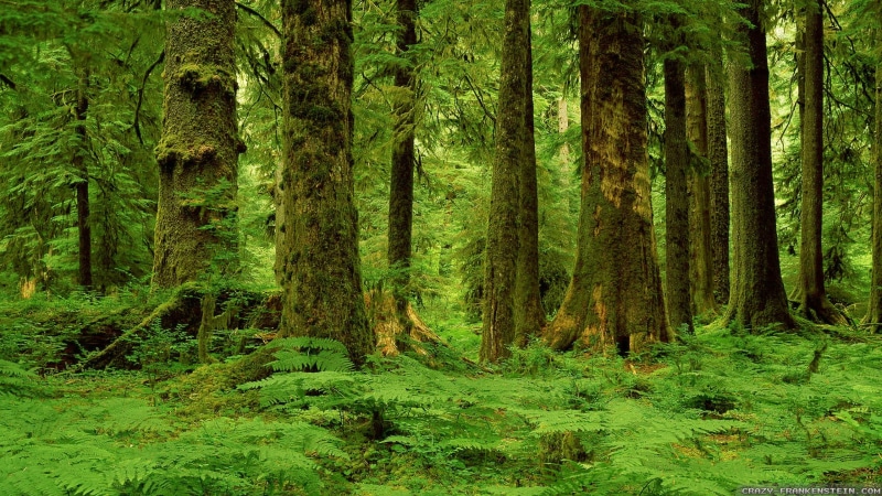 2K, nature, moss, ultra 4k, 2560x1440, Forest, tree