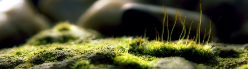 tranquility, outdoors, panoramic, photography, selective focus, multiple display, backgrounds, green, green Color, day, close-up, freshness, 4K, macro