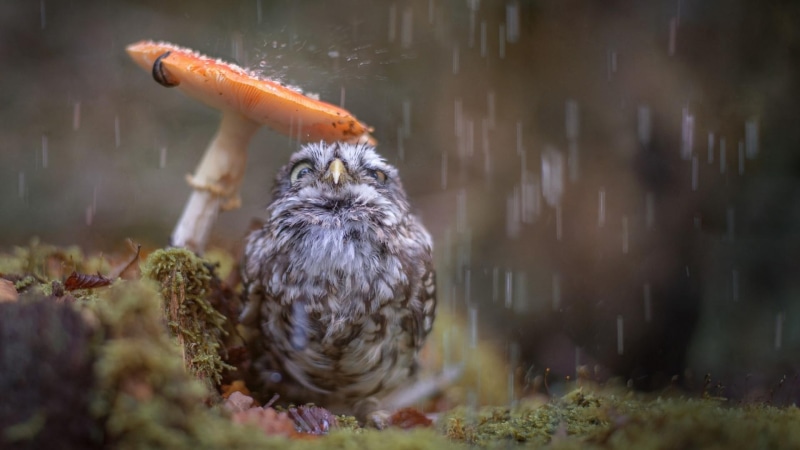bird, rain drops, mushroom, owl, 1080P, water, cute, animals, rain, moss, bathing