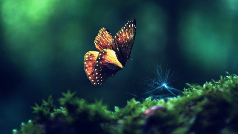 black, plant, focus on foreground, animal, summer, red, 1080P, color Image, close-up, brown, selective focus, tree, wildlife, butterfly - Insect, fragility