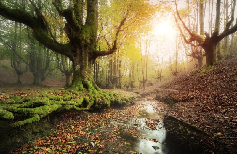 footpath, beside, sunrise - Dawn, moss, fall, non-Urban Scene, outdoors, leaf, scenics - nature, road, park - Man Made Space, no People, growth, summer