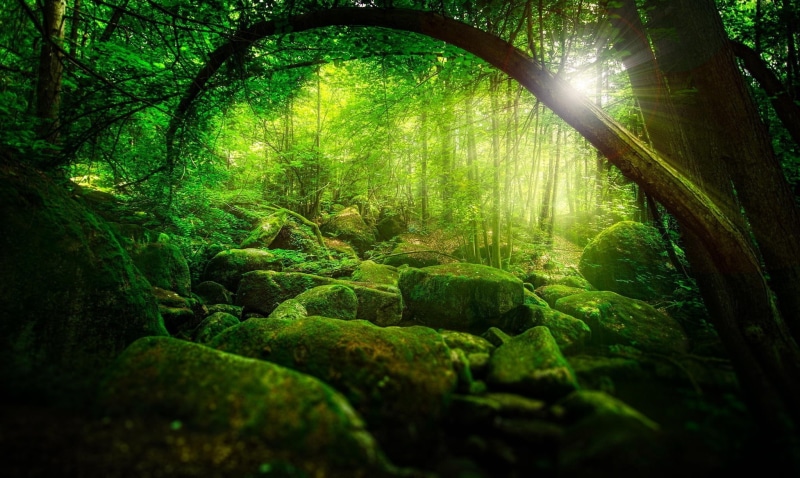 beauty in nature, non-urban scene, sunlight, sunbeam, tree trunk, green color, outdoors, forest, scenics - nature, branch, lens flare, no people