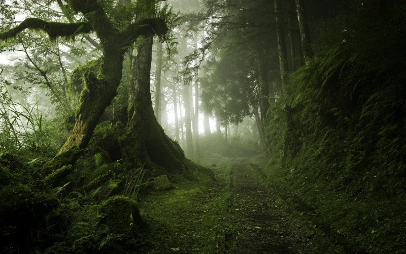 spooky, forest, bush, dark, footpath, non-Urban Scene, summer, tree Trunk, 1080P, fantasy, lush Foliage, nature, wilderness Area, remote, mist, beauty In Nature