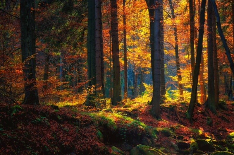 bright, sunset, plant part, gold Colored, coniferous tree, fall, fog, tranquil Scene, autumn collection, nature, shadow, plant, outdoors, mystery, 1080P