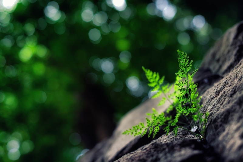 formal Garden, plants, selective focus, macro, leafed, tree trunk, new Life, lichen, small, season, bokeh, botany, trunk, wood - material, plant part, leaf