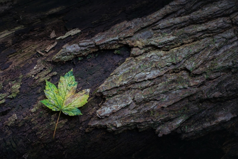 moss, tree trunk, no people, 1080P, green color, plant bark, rough, nature, plant part, natural pattern, plant, close-up, branch, outdoors, wood, closeup