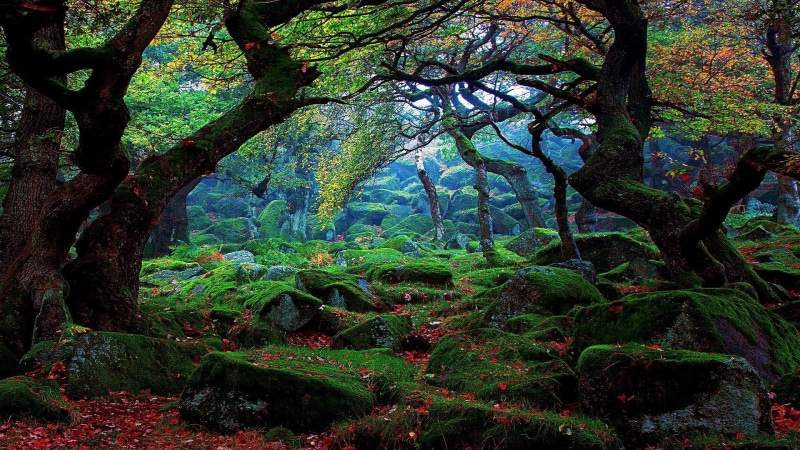 ecosystem, green color, forest, beauty in nature, green, mossy, autumn, foliage, plant, branch, woodland, 1080P, nature, trunk, day, flora, outdoors, tree
