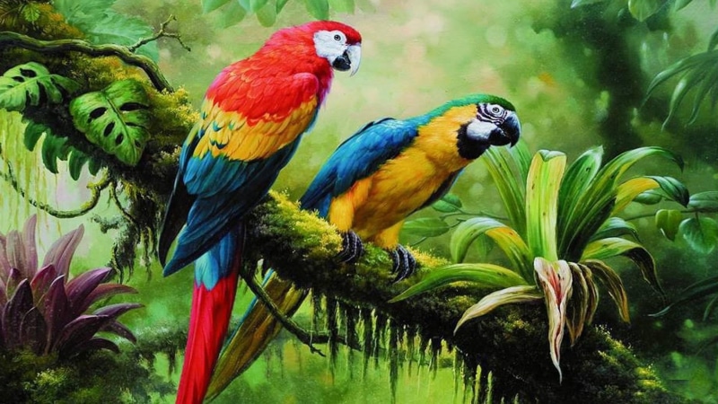 beauty in nature, parrot, animal, group of animals, tropical forest, bird, perching, parrots, tree, birds, brach, plant, animals in the wild, no people