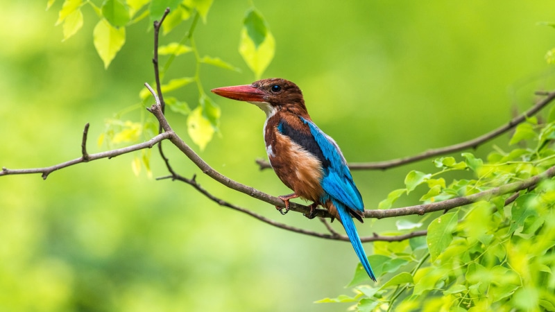 mobile, perching, animal wildlife, desktop, hunter, phones, outdoors, no people, ultra, rainforest, tree, animal themes, nature, day, close-up, hd, animal