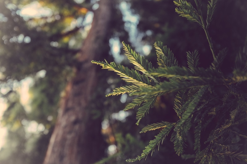 photo, tree, pine tree, rainforest, conifer, green, plant, forest, selective focus, beauty in nature, leaf, tree trunk, focus on foreground, outdoors, coniferous tree