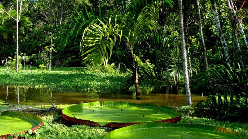 flora, iquitos, swamp, green, growth, no people, floating on water, victoria amazonica, vegetation, nature, leaf, tranquil scene, beauty in nature, amazonia
