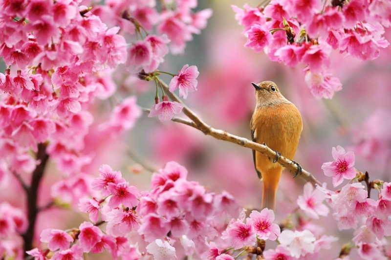 plants, field, depth of field, 1080P, animals, depth, cherry, blossom, flowers, cherry blossom, bird, nature, spring