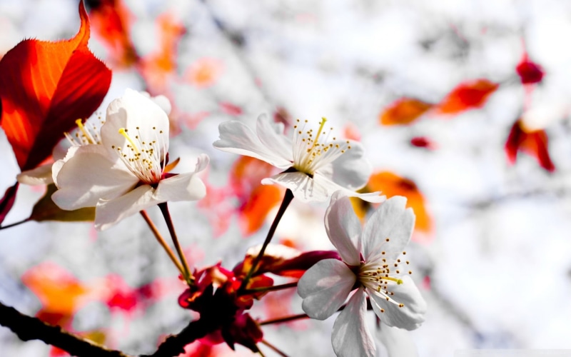 1080P, flower head, flowers, plant, plum blossom, no people, cherry, branch, flowering plant, close-up, vulnerability, pollen, freshness, cherry blossom