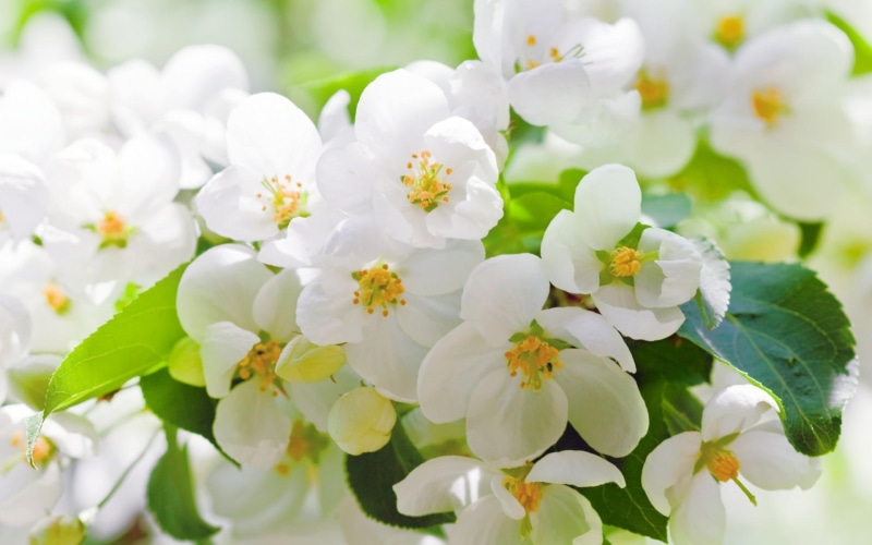 petals, hd, spring, leaves, branches, white, cherry, trees, widescreen, 1080P, flowers, blossoms