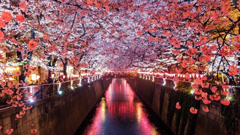 nature, cherry blossom festival, cherry blossom, tokyo, meguro river, tunnel, tree, blossom, sakura, 1080P, japan, flower, spring