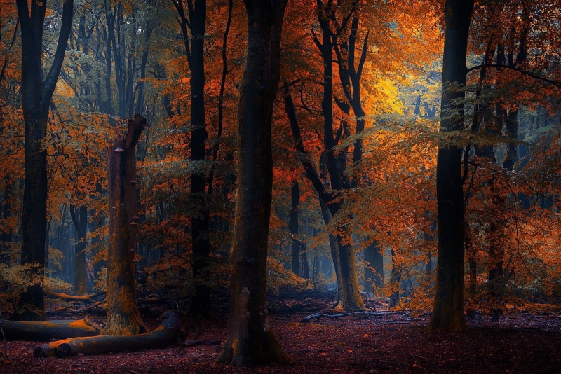 digital, outdoors, woodland, tranquility, leaves, land, fall, forest, trunk, leaf, tree, change, plant, nature, day, beauty in nature, tranquil scene, landscape
