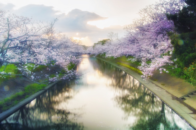 water, shizuoka prefecture, green, memories, petal, cherry blossom, in full bloom, flowers, yoshino cherry tree, growth, river, tree, purple, sun, spring flowers