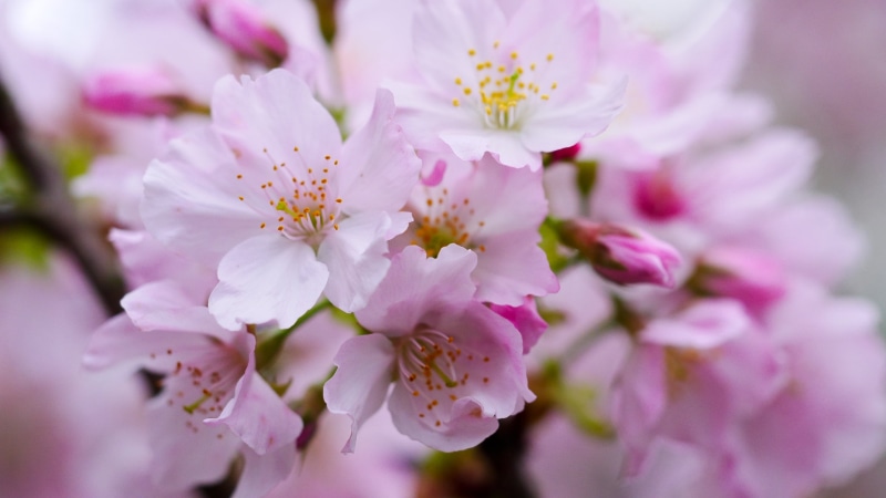 freshness, yoshino, springtime, pink, plant, flower Head, pink Color, photography, tree, branch, cherry, 2K, blossom, closeup, nature, flower, petal, close-up