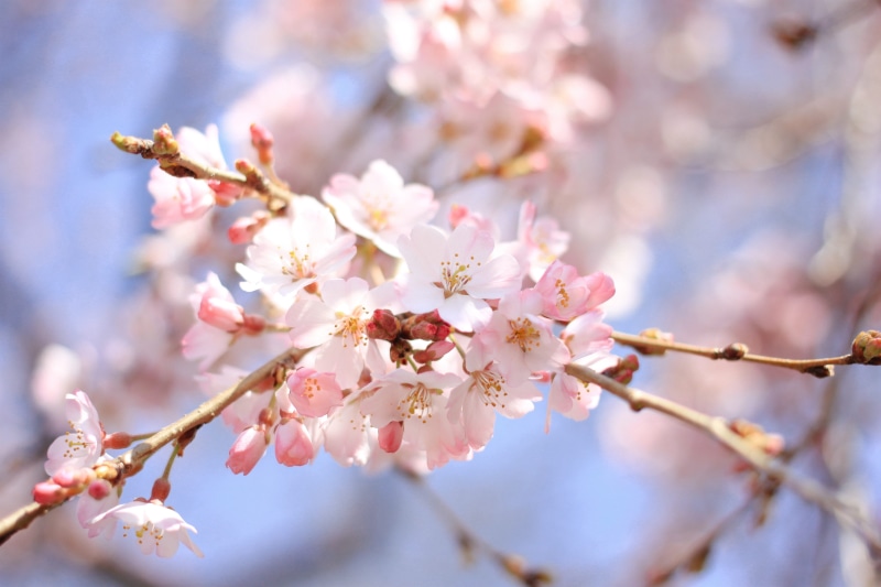 japan, season, april, flowering plant, tree, freshness, vulnerability, nature, pollen, outdoors, cherry tree, cherry, pink Color, beauty In Nature, blossom