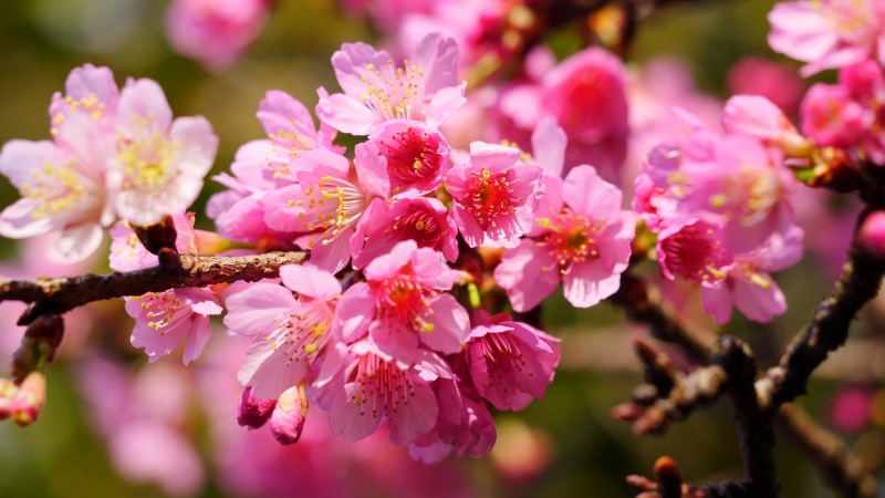 flower, 2K, flower Head, photo, season, cherry, pink Color, freshness, yangmingshan, tree, close-up, plant, petal, springtime, blossom, pink, close, branch