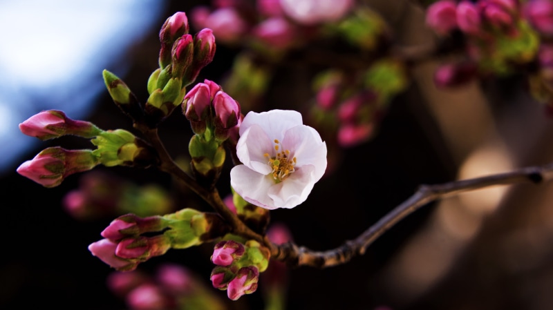 Macro, pink Color, Cherry Blossom, daytime, Honeybee, Model, Di, Plant, cherry, 4K, SP 70, Cherry Blossoms, CLUB, bloom, flower Head, F/4, freshness, branch