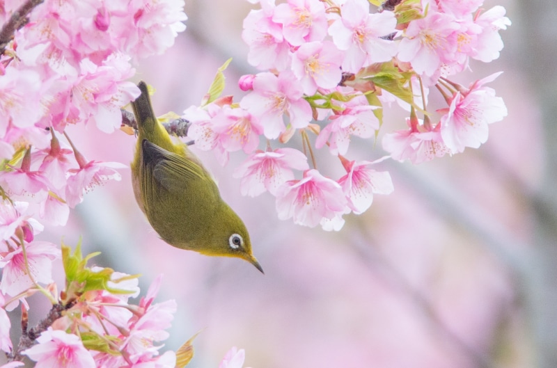 springtime, bird, petal, flower Head, blossom tree, 2K, 7X, pink Color, Adapter, BORG, green, nature, branch, tree, white-eye, blossom, green bird, PENTAX  K-30